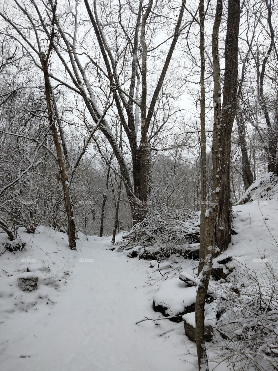 Beautiful snowy trail.