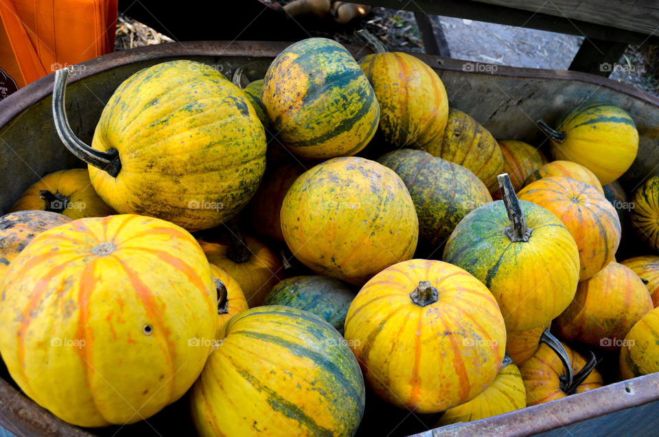 Squash display at a local pumpkin patch in the fall