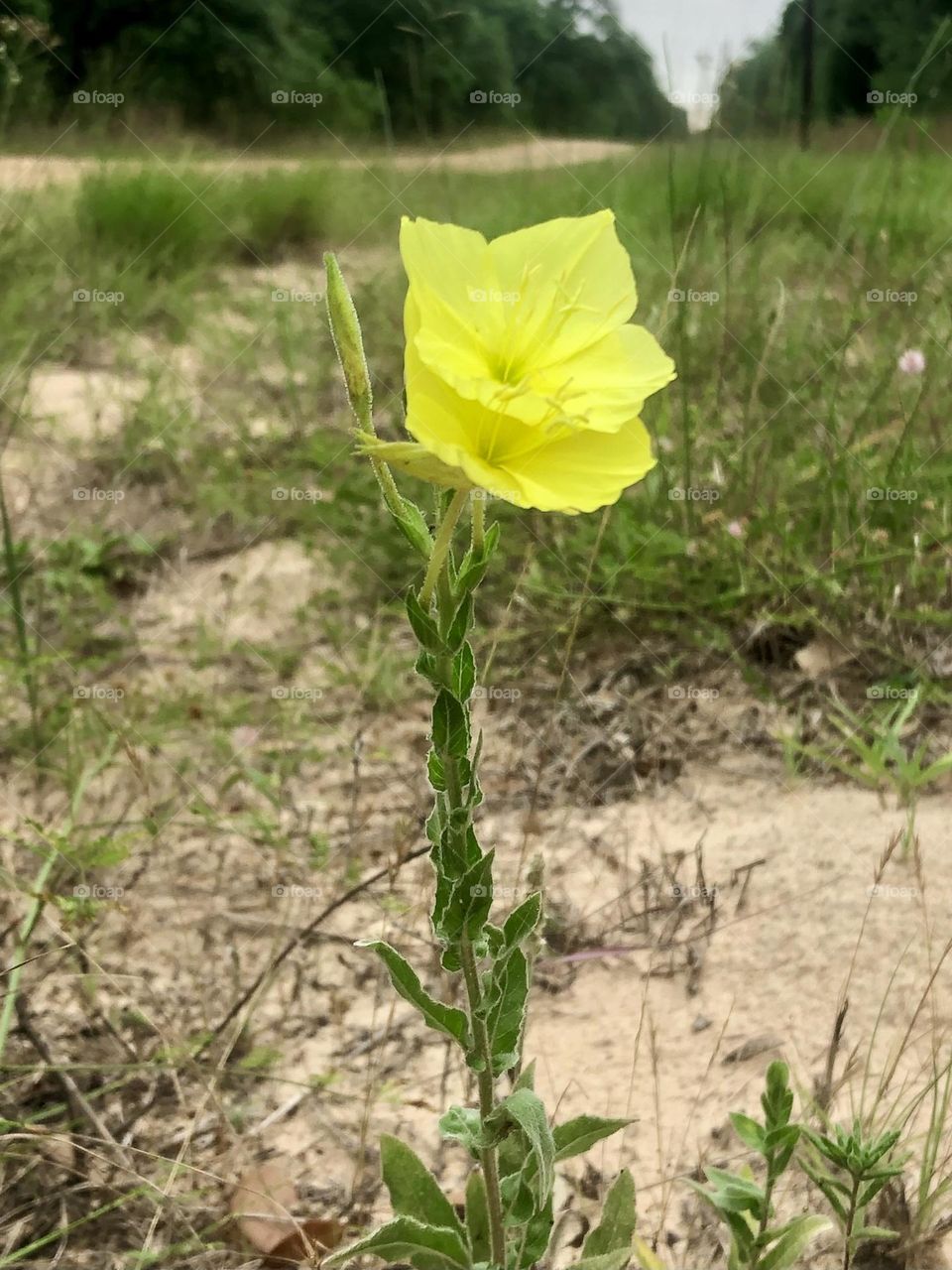 Two beautiful flowers that look like daffodils, but they’re just wild flowers, along the main road to the ranch. 