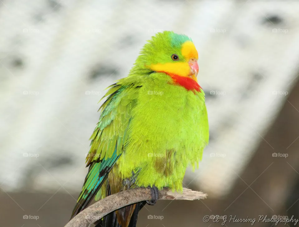 parrot