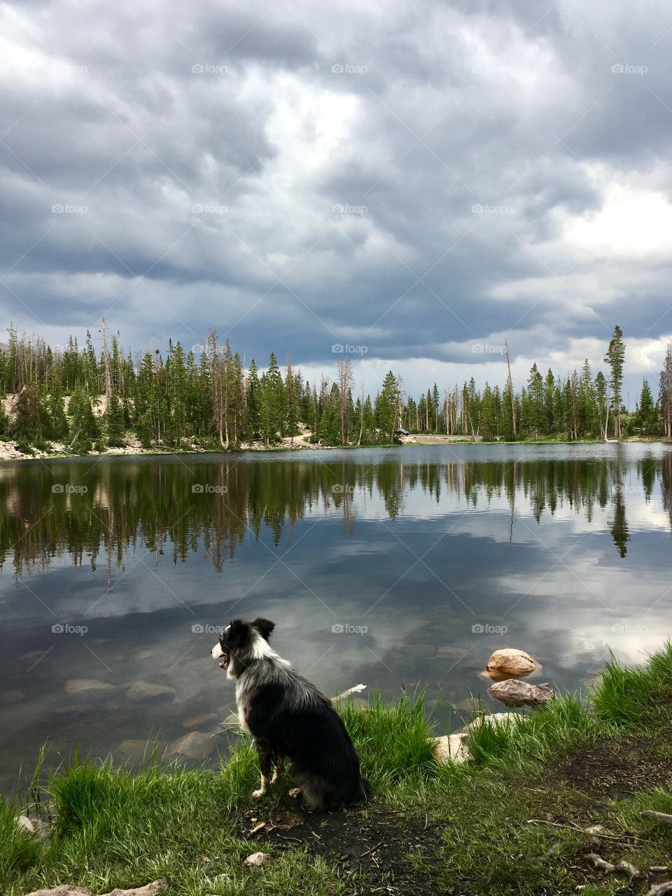 Best dog ever… Best camper ever… Best fishermen ever! She is one of the family. Sis is Australian Shepherd mix. She is smarter than most dogs. And pretend that she is just one of the kids. She loves sitting by the lake watching the fish.
