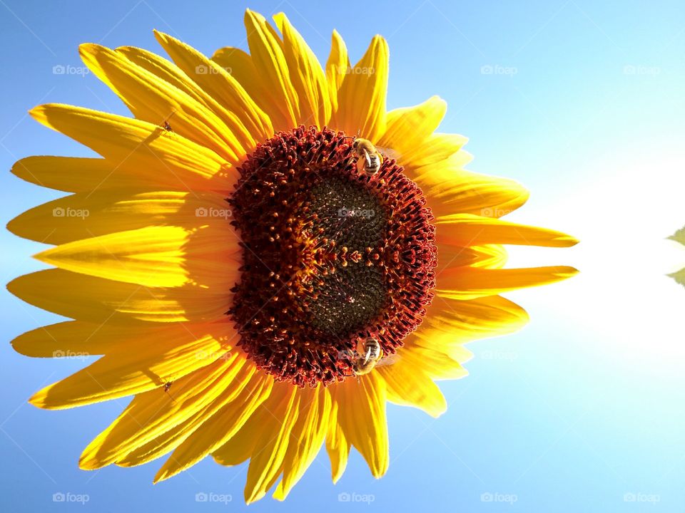 Sunflower Bee Happy