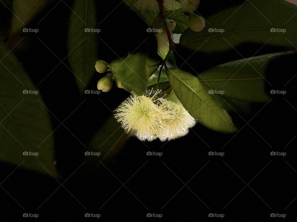 Flower photography - Java apple flower 