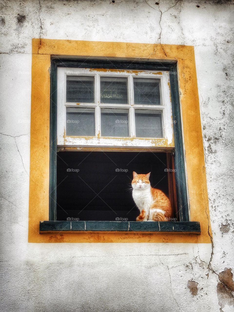 Cat Portugal