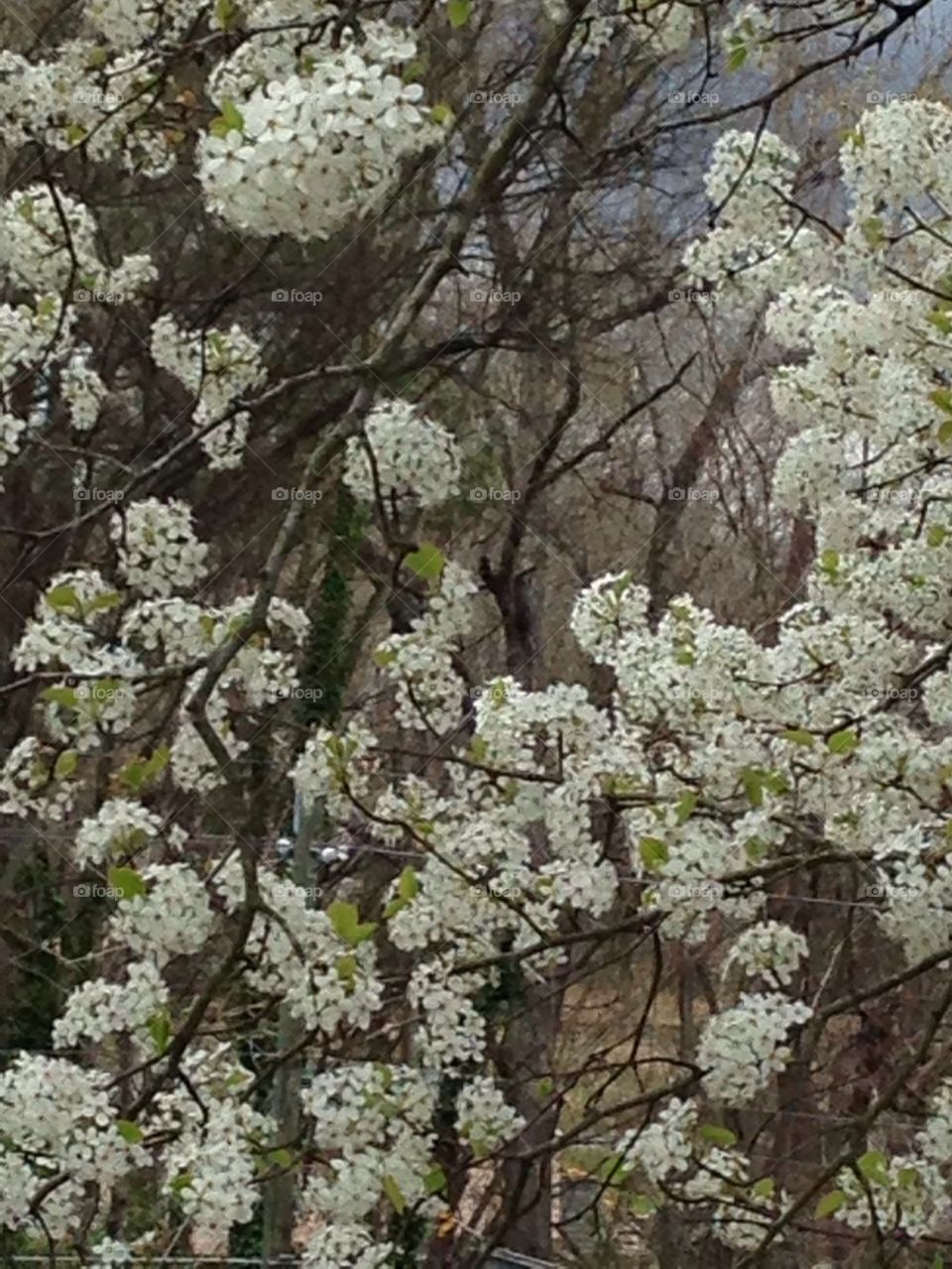 Bradford pair blossom 