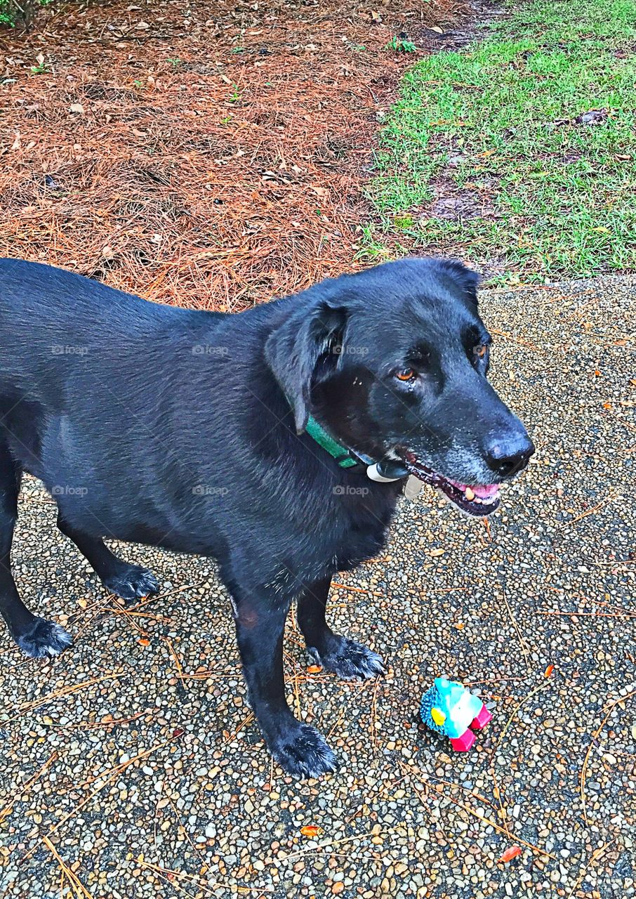 Black Labrador Retriever 