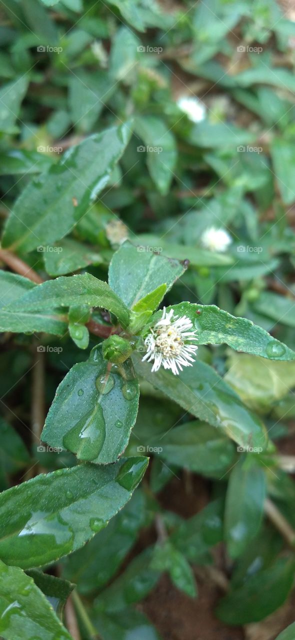 The urang-aring plant also has properties as a medicinal plant