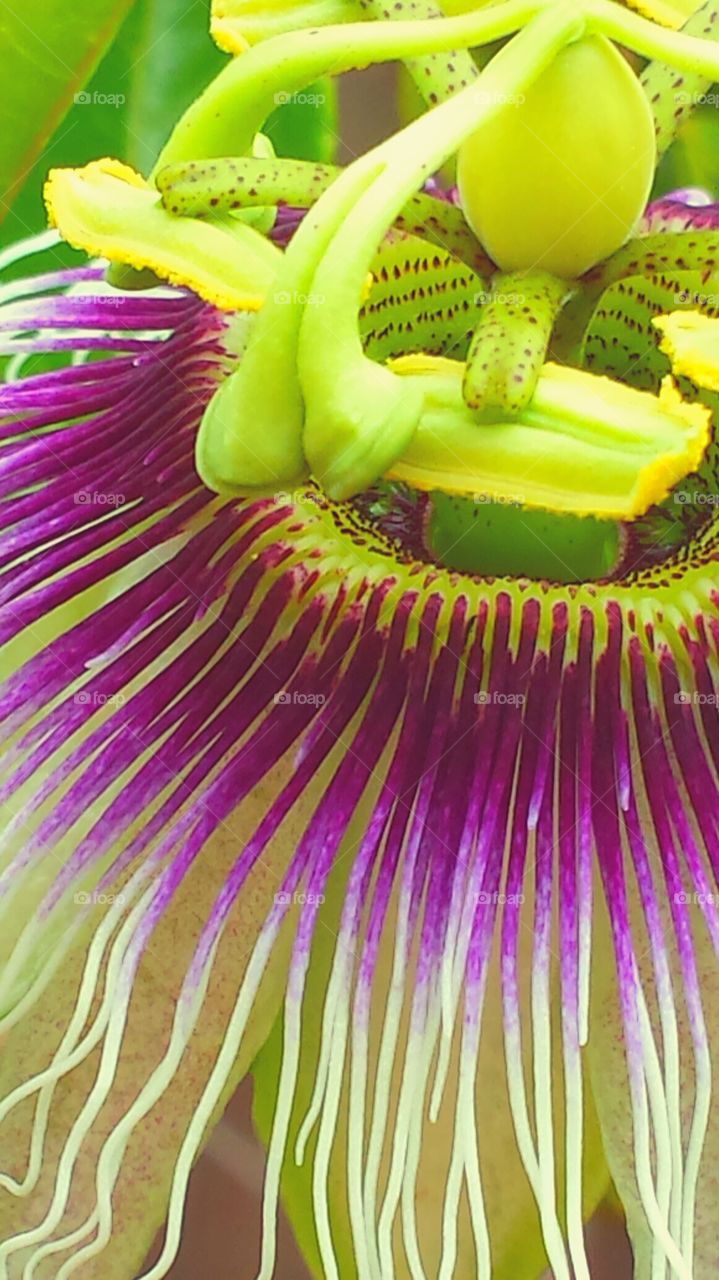 "Vibrant Pink Passion Flower "
