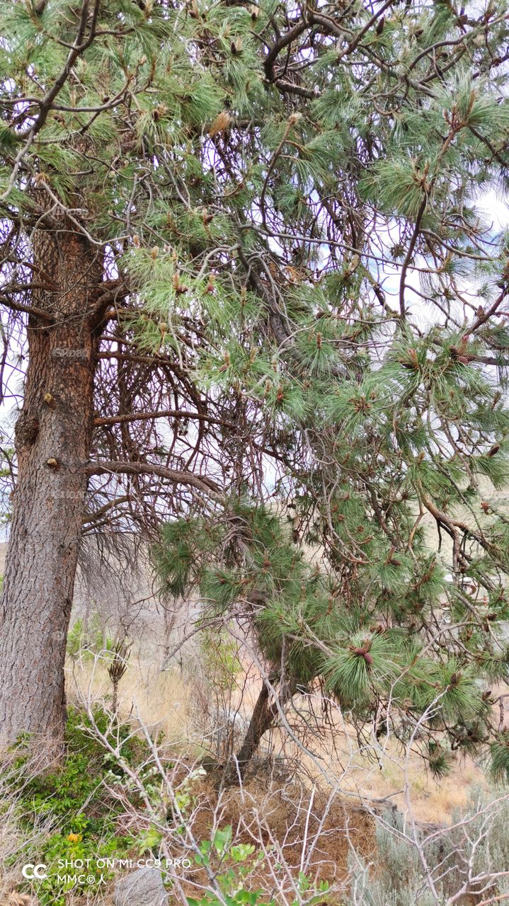 trees and forest series