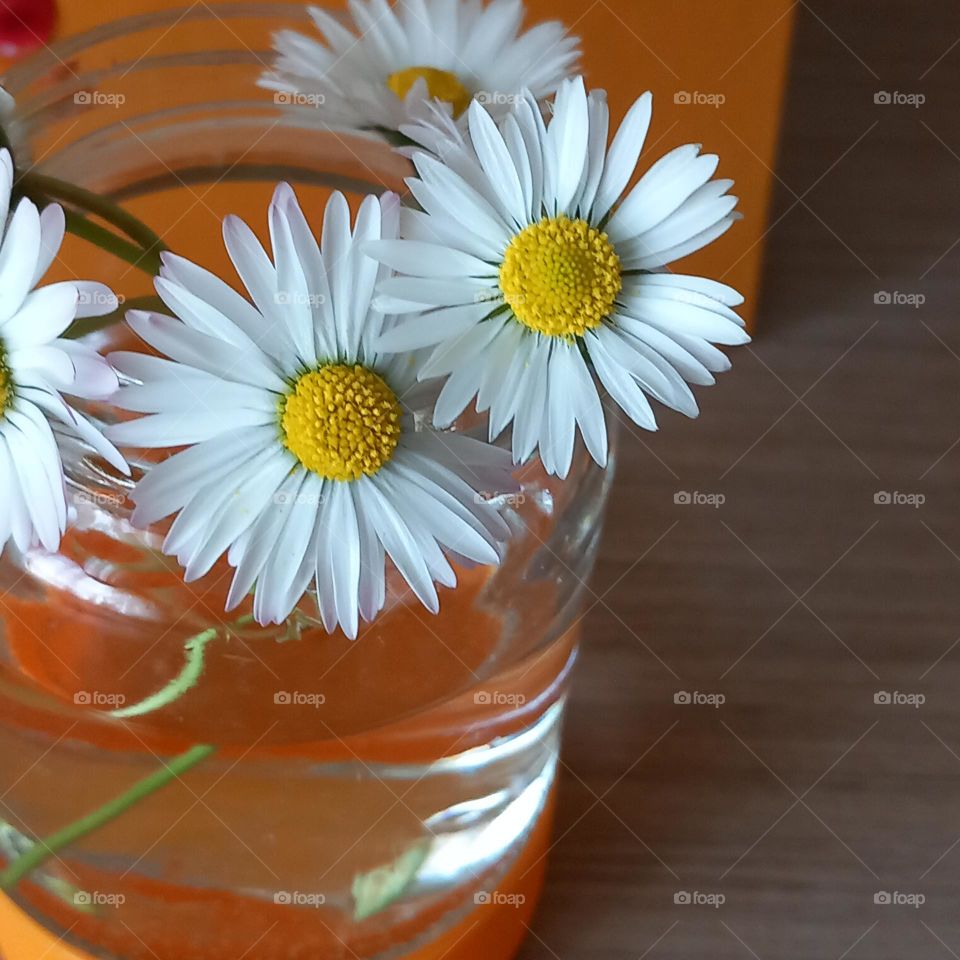 daisies