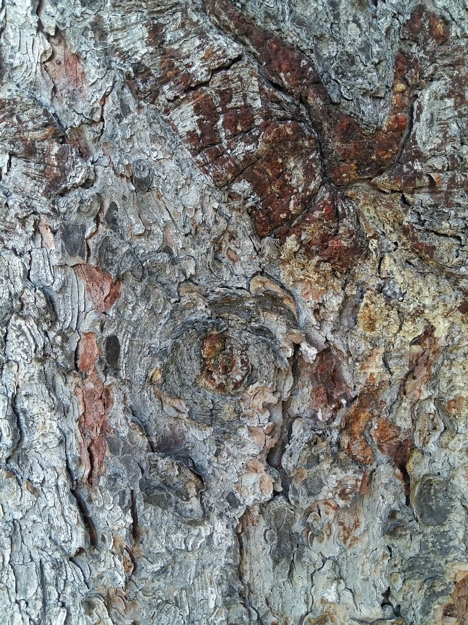 Bark of tree