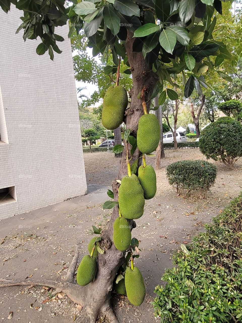 Jackfruit bear fruit.