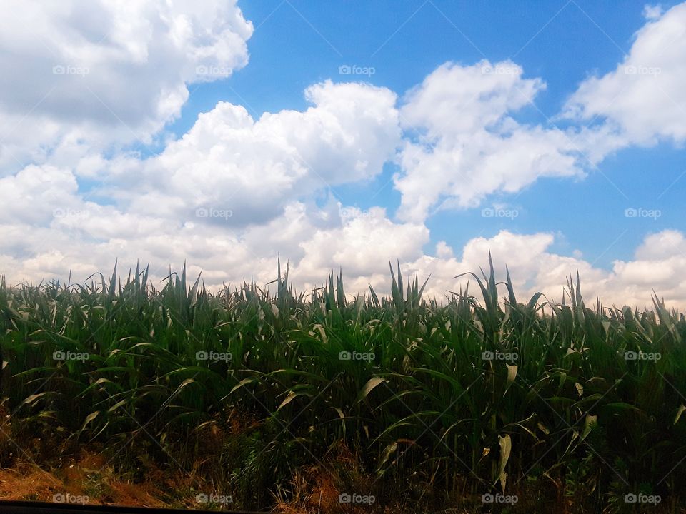 corn field