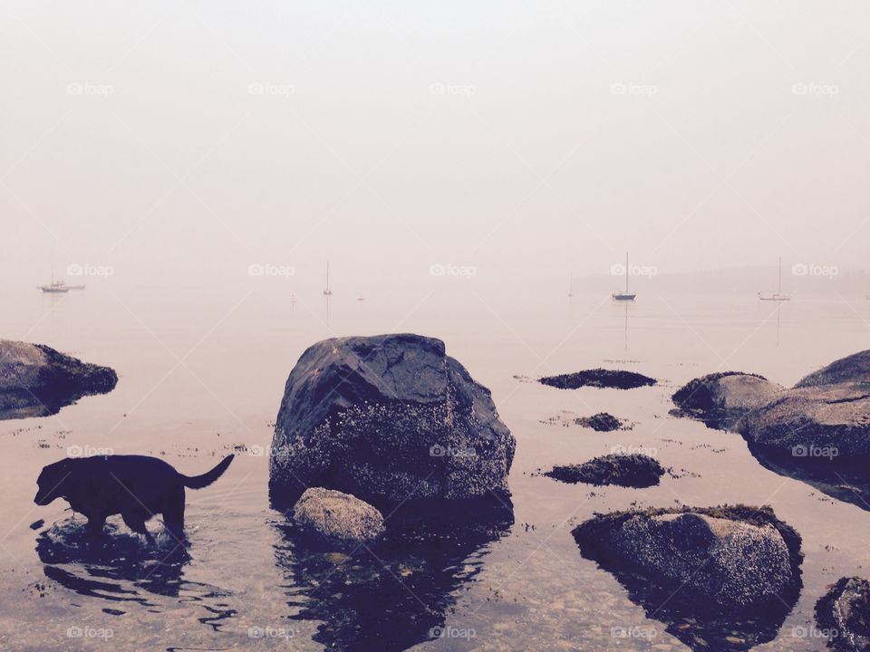 Smoke over the water when the forest is on fire 