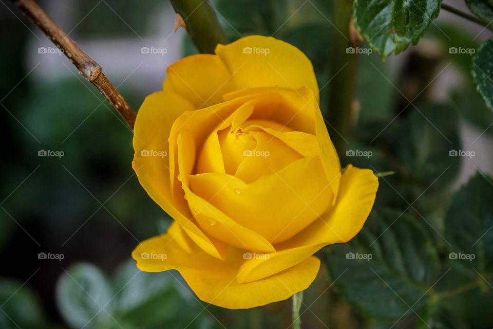 Yellow rose