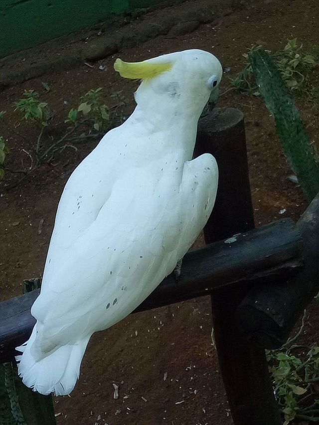 Made By Counterpoint Magazine Foto Burung Kakak Tua Jambul Kuning