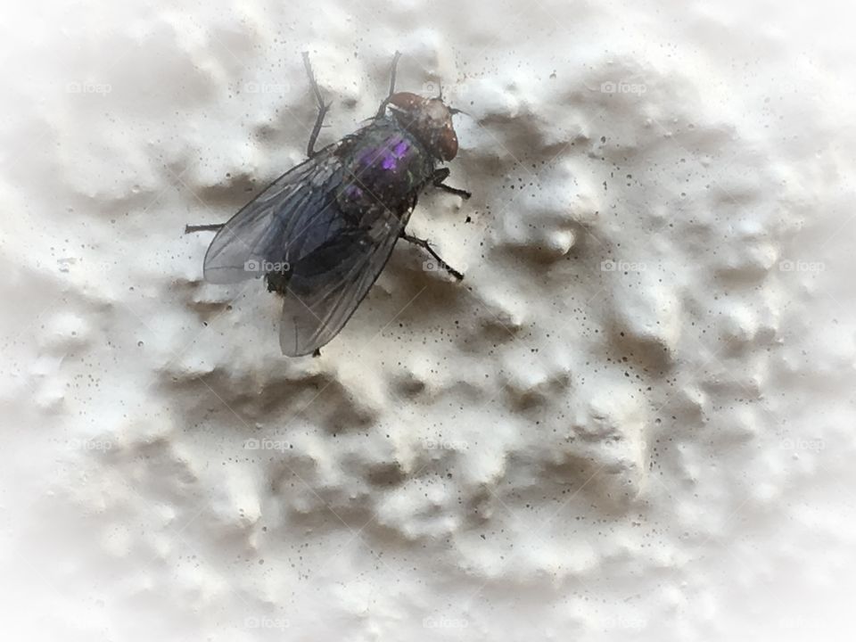 Close-up macro view fly on stucco wall