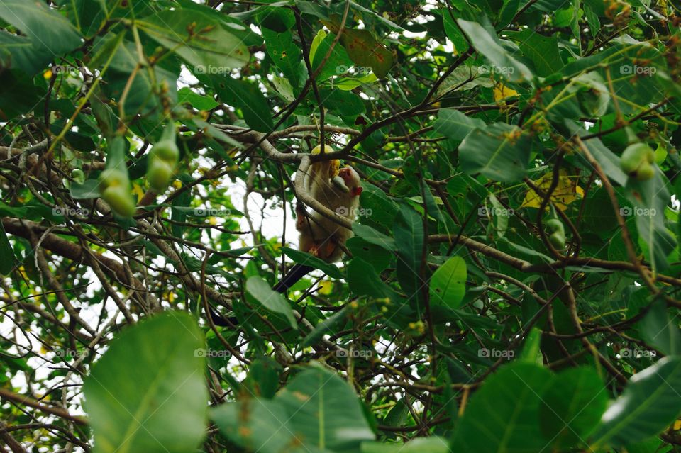A monkey eating a cashew fruit in Brazil 