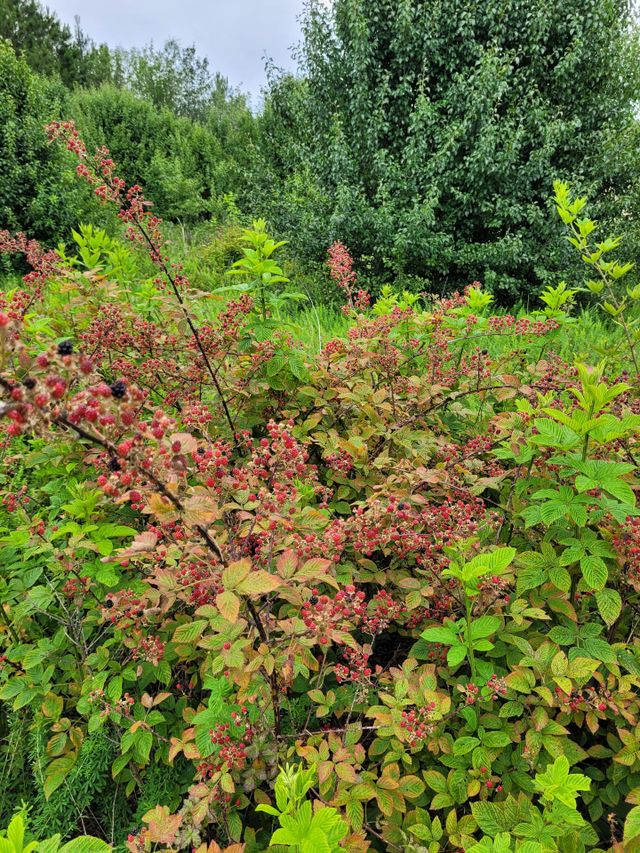 Blackberry bush