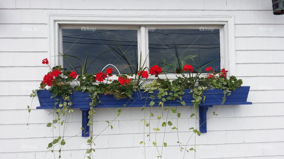 Red flowers on a wall of the boathouse