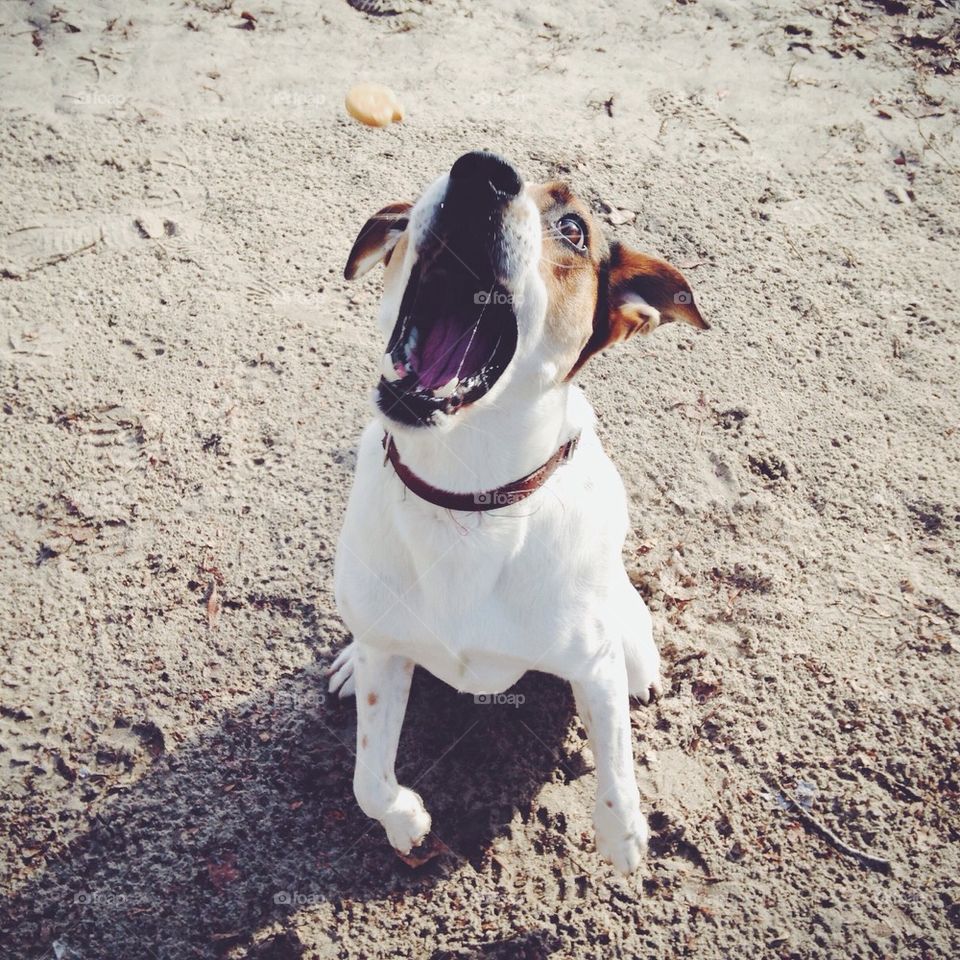 High angle view of dog with mouth open