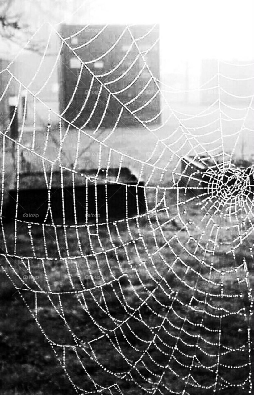 Through the spider web...