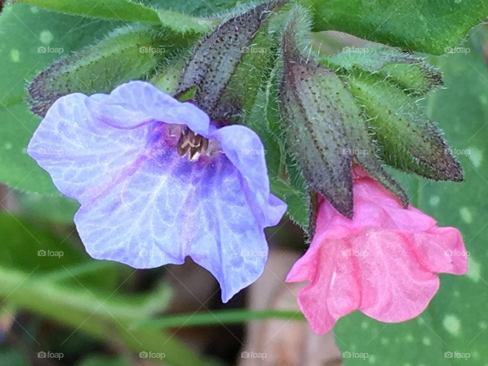 Pink and purple flowers of lungwort