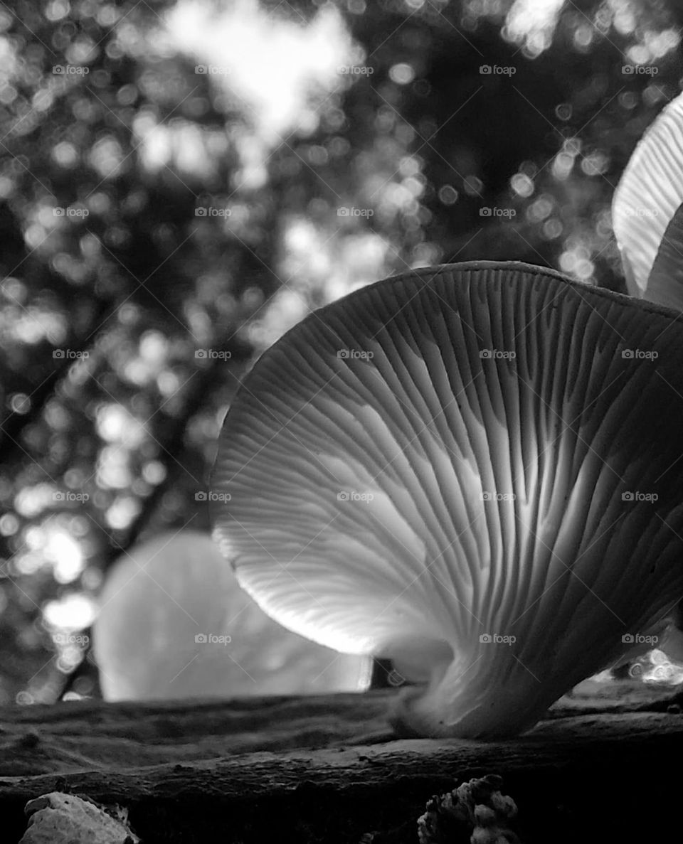 Black and white fungi
