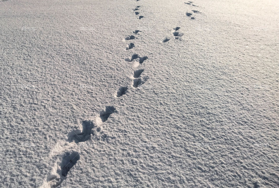 traces of feet on the fresh snow