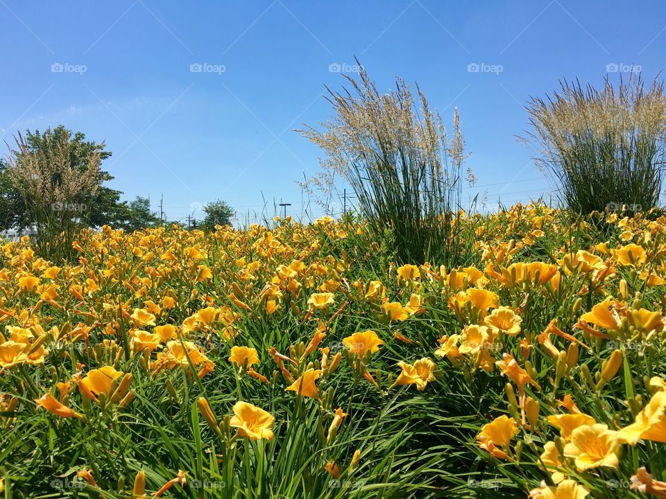 Field of yellow flowers