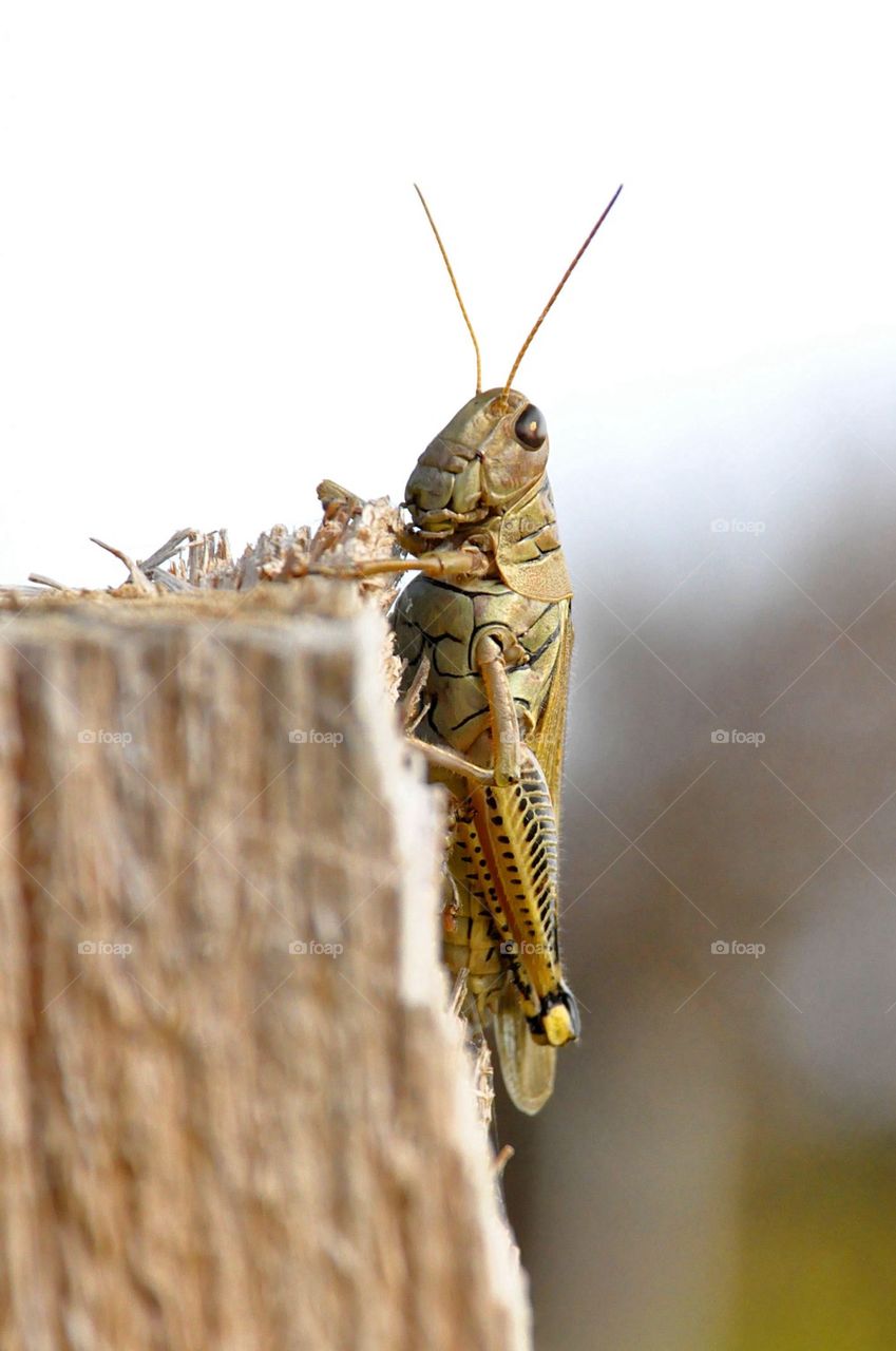 Close up of a cricket insect