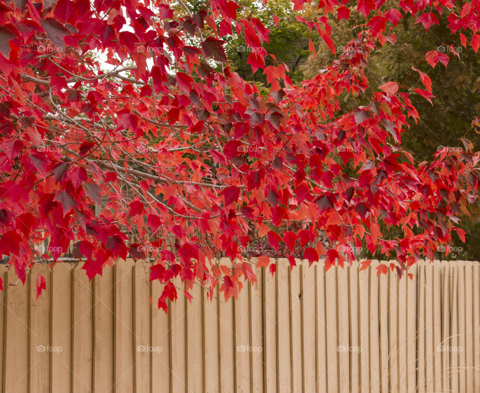 Red maple tree