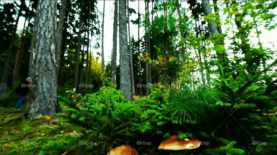 tree, grass, skyline, leafs, wooden, green,