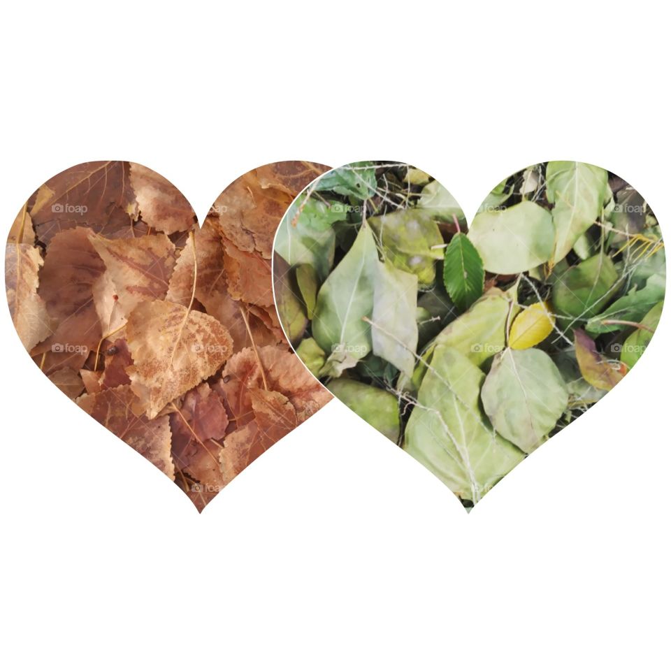 No Person, Desktop, Food, Leaf, Disjunct