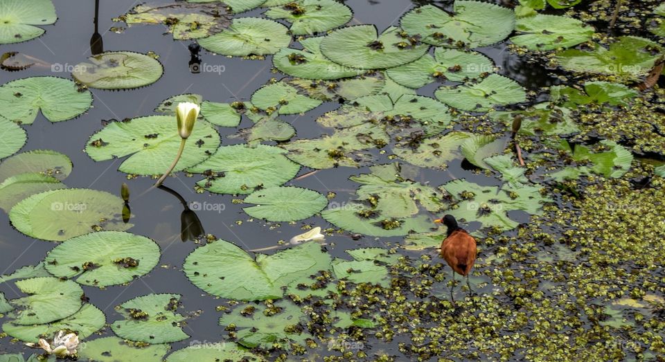 Bird over water lillys