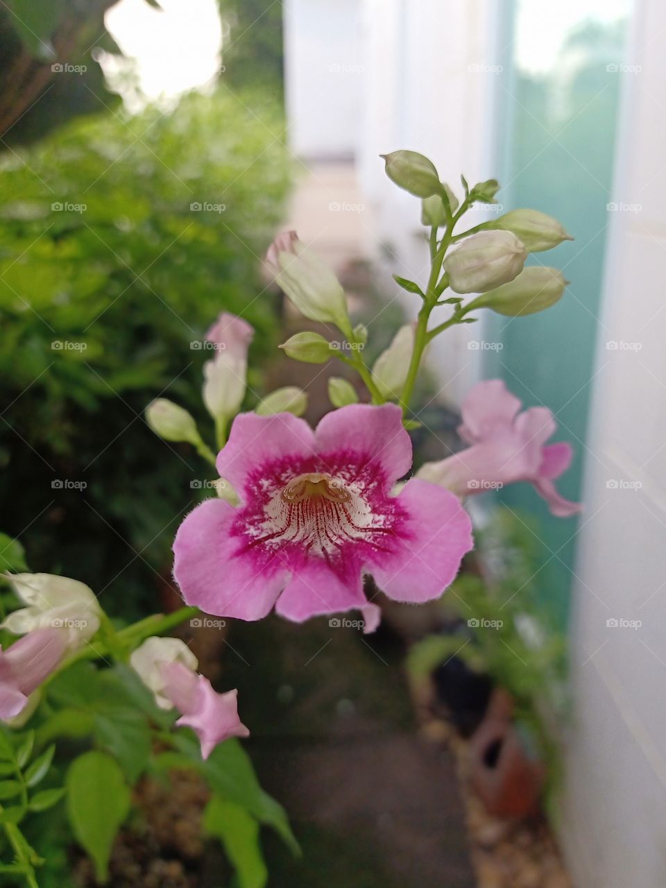 Beautiful pink flowers