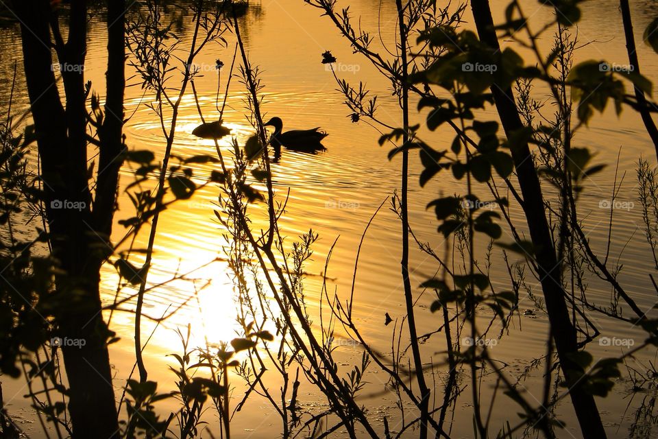 Ducks on a lake