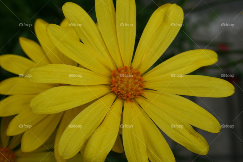 Yellow Flowers 