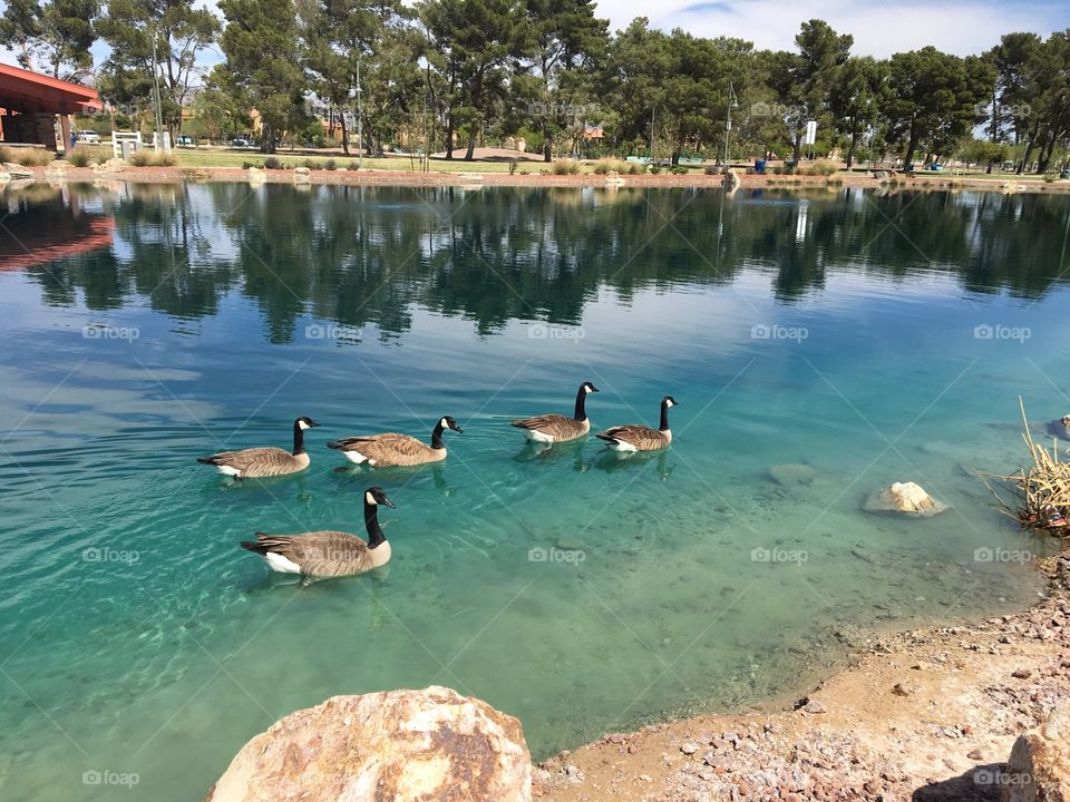 High angle view of canadian goose in lake