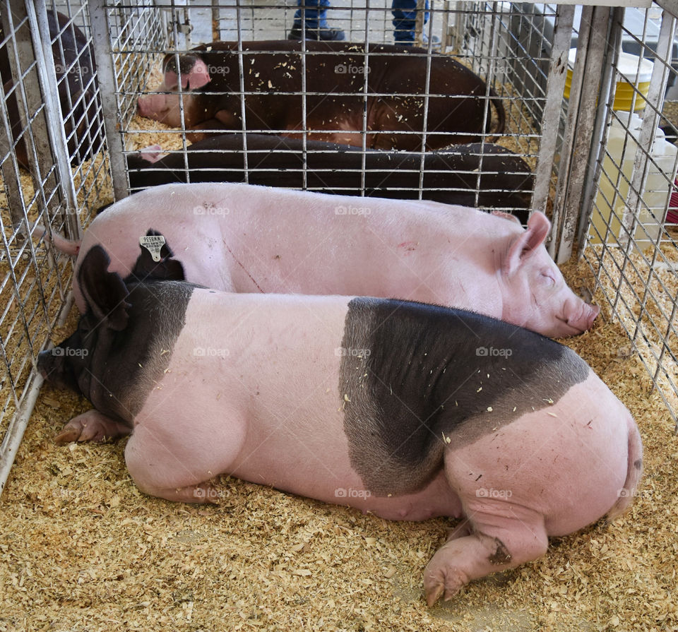 Hogs resting at the state / county fair