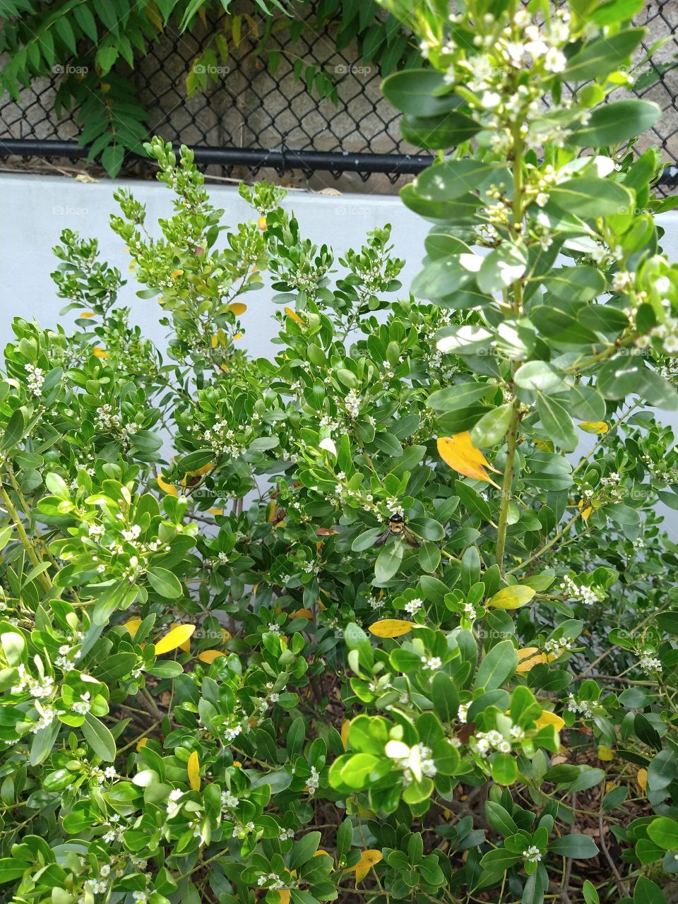 Hedge plant with bees