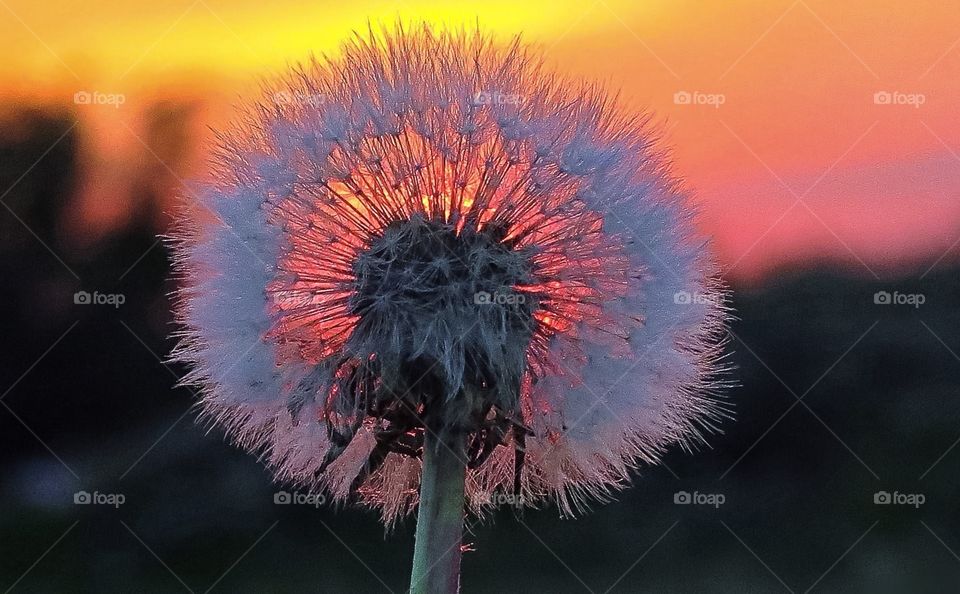 Dandelion farm sunset! A beauty worth beholding!