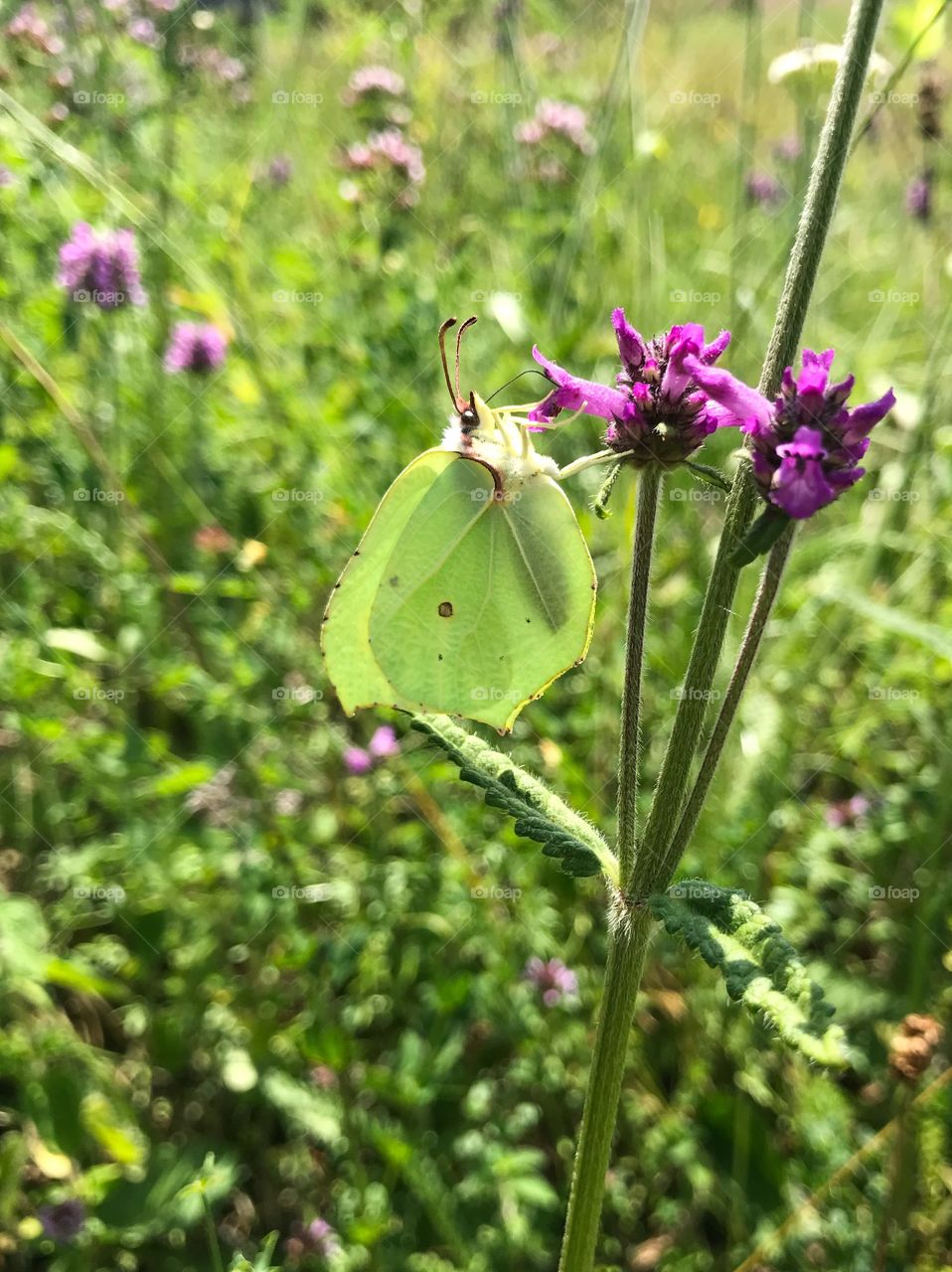 Butterfly Trübelbachweiher 