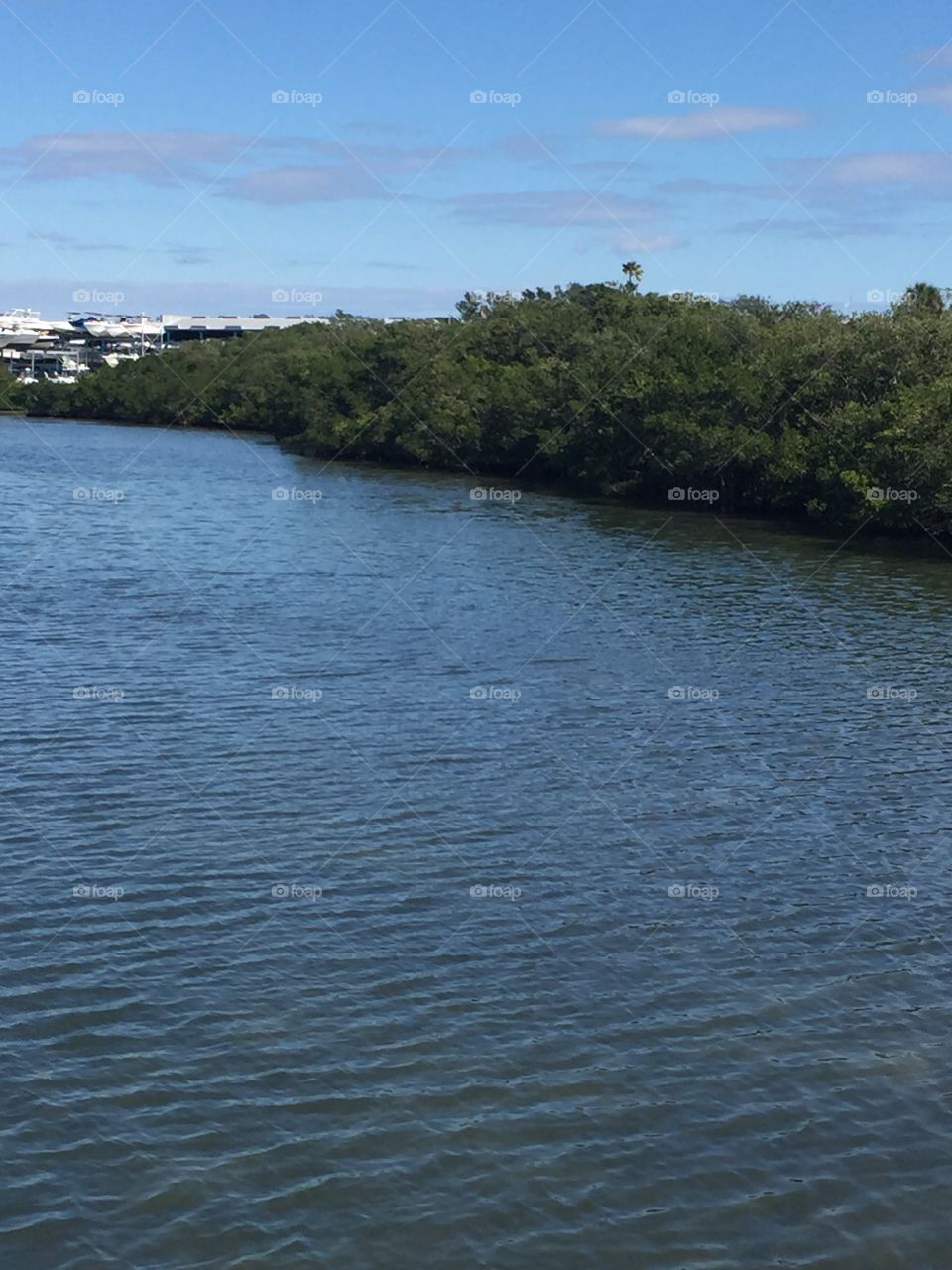 View of the mangrove from the dock