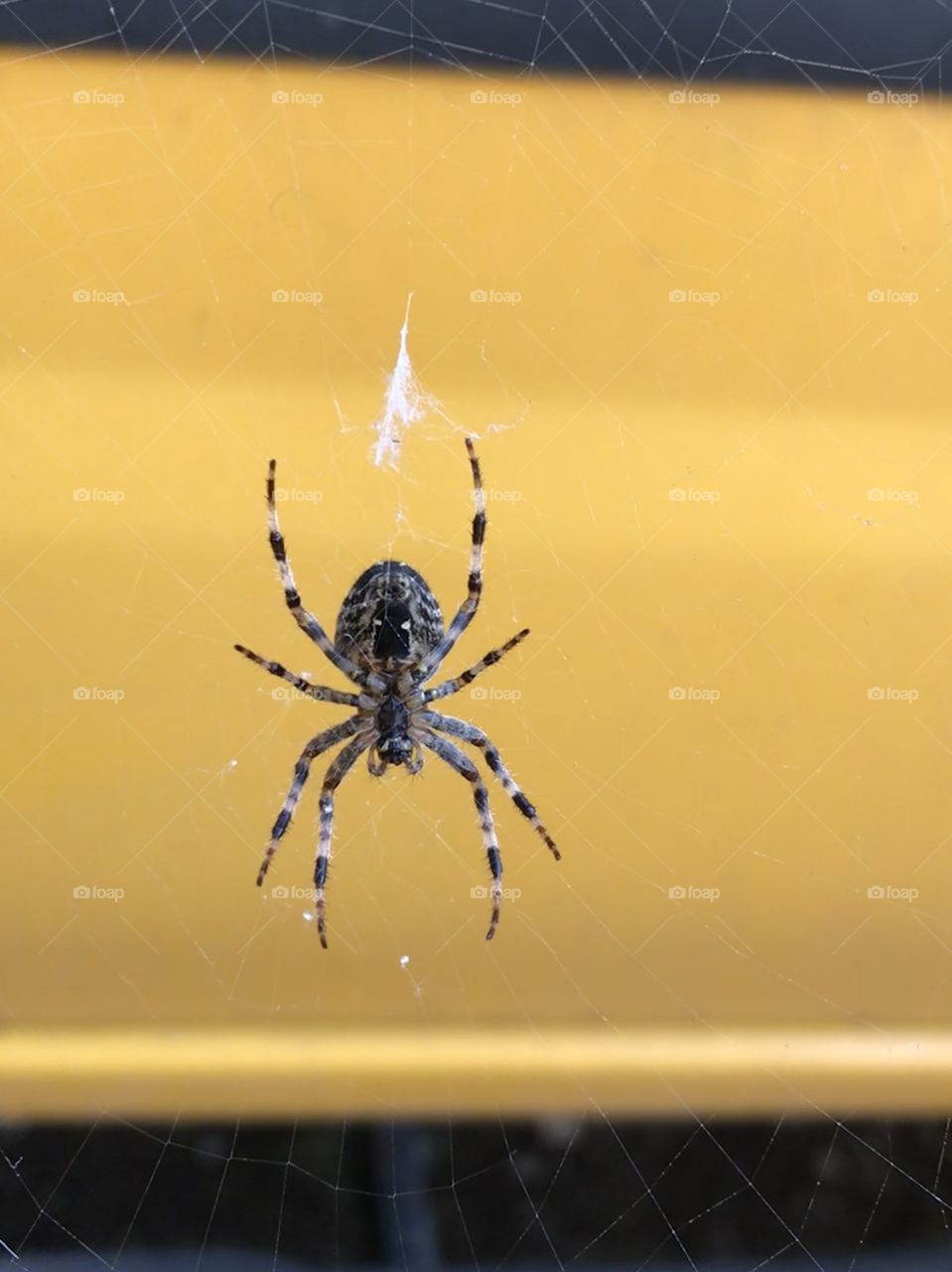 Orb weaver spider
