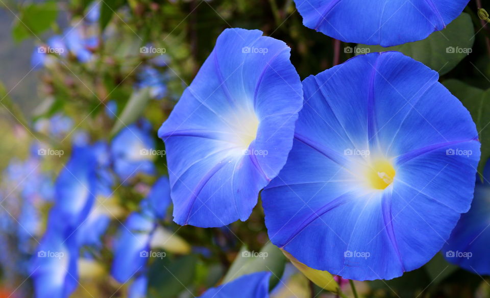 Blue binoculars . . .