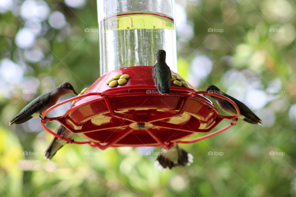 Hungry Hummingbirds.