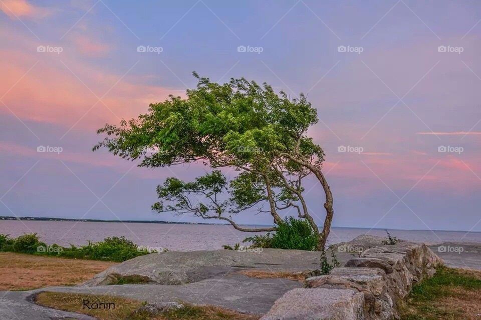 Tree by the sea