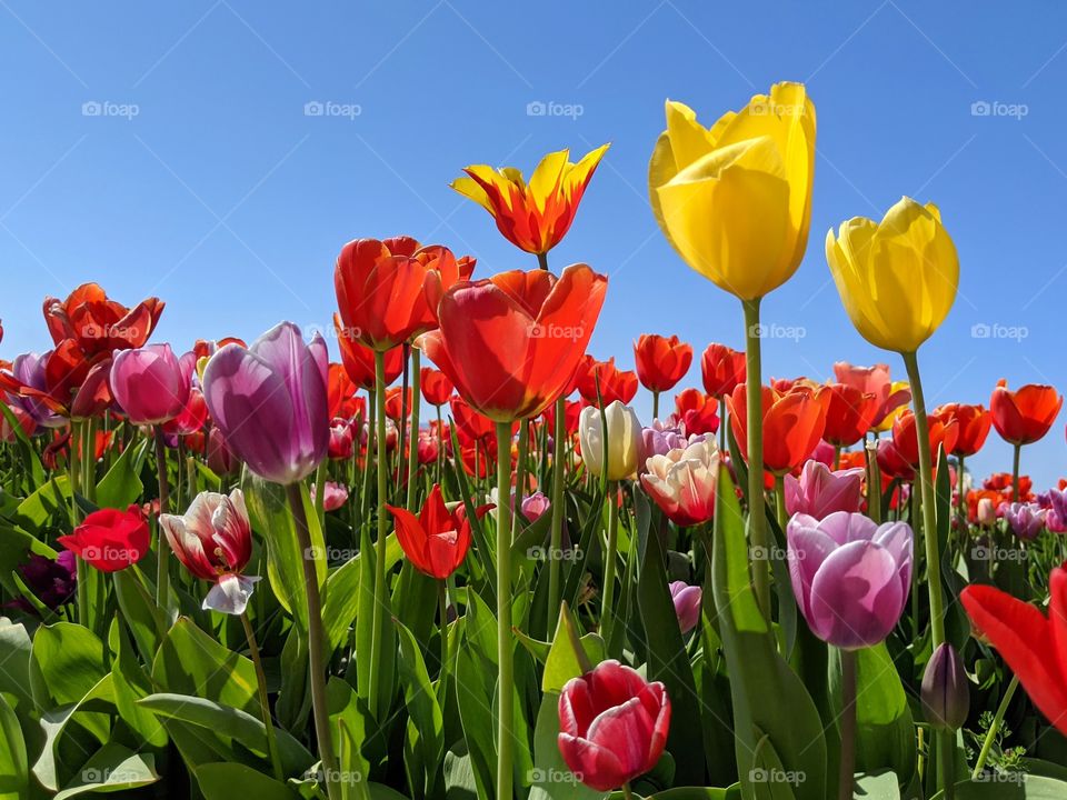 Colorful & beautiful tulips field during a sunny spring day.