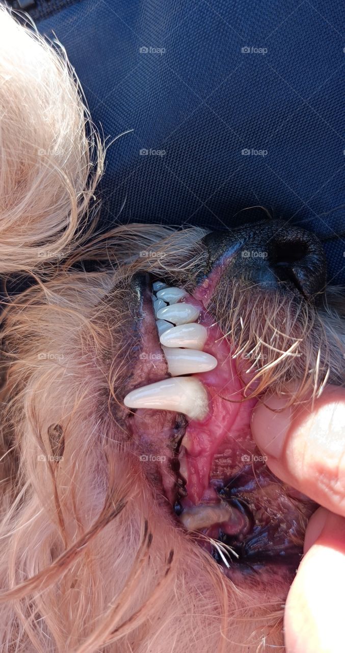 Dog teeth care